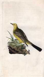 Yay Kuyruğu. Motacilla flava. İngiliz Kuşlarının Natural History, Londra