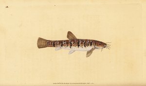 Stone loach, Barbatula barbatula (Bearded loche, Cobitis barbatula). Handcoloured copperplate drawn and engraved by Edward Donovan from his Natural History of British Fishes, Donovan and F.C. and J. Rivington, London by Edward Donovan
