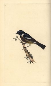 Stonechat, Saxicola rubicola. Edward Donovan tarafından kendi “Natural History of British Birds” Londra kitabından çizilip kazınmış, elle boyanmış bakır levha by Edward Donovan