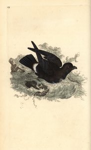 Fırtına kuşu, Hydrobates pelagicus. Edward Donovan tarafından kendi “Natural History of British Birds” Londra kitabından çizilip kazınmış, elle boyanmış bakır levha by Edward Donovan