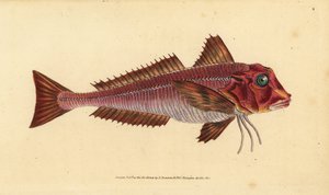 Çizgili kırlangıç, Trigloporus lastoviza (Trigla lineata). Edward Donovan tarafından Natural History of British Fishes, Donovan ve F.C. ve J. Rivington, Londra by Edward Donovan