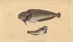 Çizgili deniz salyangozu, Liparis liparis liparis (Unctulous götürü, Cyclopterus liparis). Edward Donovan tarafından Natural History of British Fishes, Donovan ve F.C. ve J. Rivington, Londra by Edward Donovan