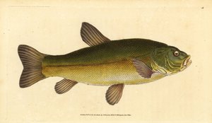 Kadife çiçeği, Tinca tinca (Cyprinus tinca). Edward Donovan tarafından Natural History of British Fishes, Donovan ve F.C. ve J. Rivington, Londra by Edward Donovan