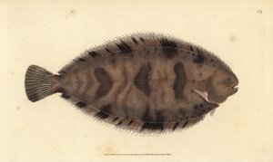 Kalın sırtlı taban, Microchirus variegatus (Alacalı taban, Pleuronectes variegatus). Edward Donovan tarafından Natural History of British Fishes, Donovan ve F.C. ve J. Rivington, Londra by Edward Donovan