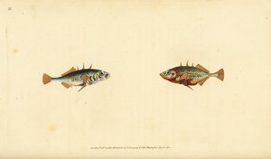 Conger yılan balığı, Muraena conger. Edward Donovan tarafından Natural History of British Fishes, Donovan and F.C. ve J. Rivington, Londonurki by Edward Donovan