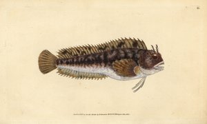 Tompot blenny, Parablennius gattorugine (Gattorugine, Blennius gattorugine). Edward Donovan tarafından Natural History of British Fishes, Donovan ve F.C. ve J. Rivington, Londra by Edward Donovan