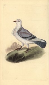 Turbit güvercini, Columba livia domestica var. turbita. Edward Donovan tarafından kendi “Natural History of British Birds” Londra kitabından çizilip kazınmış, elle boyanmış bakır levha by Edward Donovan