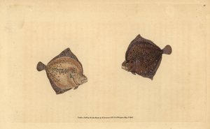 Turbot, Scophthalmus maximus (Cyclops flounder, Pleuronectes cyclops). Handcoloured copperplate drawn and engraved by Edward Donovan from his Natural History of British Fishes, Donovan and F.C. and J. Rivington, London by Edward Donovan