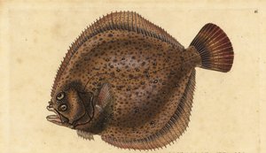 Kalkan, Scophthalmus maximus (Pleuronectes maximus). Edward Donovan tarafından Natural History of British Fishes, Donovan ve F.C. ve J. Rivington, Londra by Edward Donovan