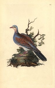 Kaplumbağa güvercini, Streptopelia turtur. Edward Donovan tarafından kendi “Natural History of British Birds” (1794-1819) kitabından çizilmiş ve oyulmuş, elle boyanmış bakır levha. Edward Donovan (1768-1837) bir İngiliz-İrlandalı amatör zoolog, yazar, sana by Edward Donovan