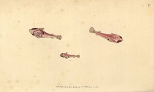 İki benekli slingfish, Diplecogaster bimaculata bimaculata (Bimaculate enayi, Cyclopterus bimaculatus). Edward Donovan tarafından Natural History of British Fishes, Donovan ve F.C. ve J. Rivington, Londra by Edward Donovan