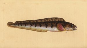 Canlı yılanbalığı, Zoarces viviparus (Viviparus blenny, Blennius viviparus). Edward Donovan tarafından Natural History of British Fishes, Donovan ve F.C. ve J. Rivington, Londra by Edward Donovan