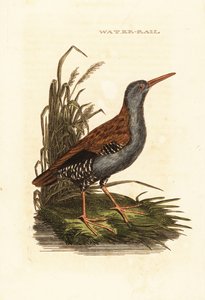 Su rayı, Rallus aquaticus by Edward Donovan