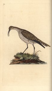 Whimbrel, Numenius phaeopus. Edward Donovan tarafından kendi “Natural History of British Birds” Londra kitabından çizilip kazınmış, elle boyanmış bakır levha by Edward Donovan