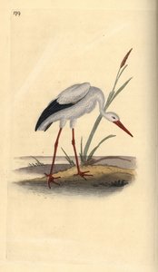White stork, Ciconia ciconia. Handcoloured copperplate drawn and engraved by Edward Donovan from his own “Natural History of British Birds,” London by Edward Donovan