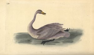 Yabani kuğu (olgunlaşmamış), Kuğu cygnus, tüyleri beyaza geçiş aşamasında. Edward Donovan tarafından kendi “Natural History of British Birds” Londra kitabından çizilip kazınmış, elle boyanmış bakır levha by Edward Donovan