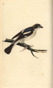 Woodchat örümcek kuşu, Lanius senatörü. Edward Donovan tarafından kendi “Natural History of British Birds” Londra kitabından çizilip kazınmış, elle boyanmış bakır levha