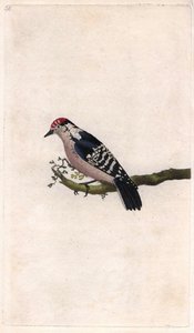 Ağaçkakan. Dendrocopos minör (Picus minör). İngiliz Kuşlarının Natural History, Londra