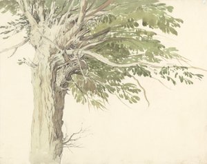 Pollarded Ağacın İncelenmesi - Bir Söğüt by Edward Duncan