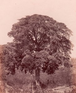 ağaç çalışması, 1850-53. by Edward King Tenison
