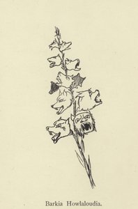 Kış by Edward Lear