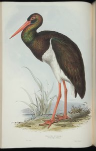 John Gould