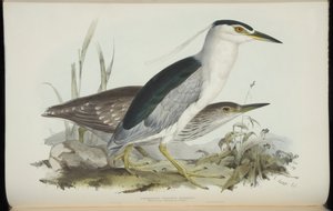 John Gould