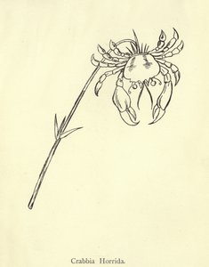Yengeç Horrida by Edward Lear