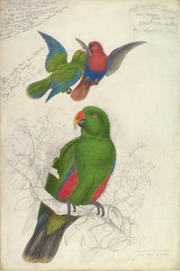 Eclectus Roratus Polychloros, yaklaşık. 1830-32. by Edward Lear