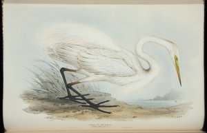 John Gould