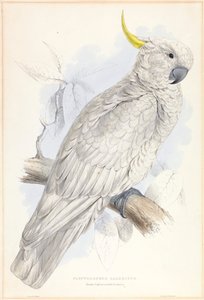 Plyctolophus Galeritus. Büyük Kükürt Tepeli Kakadu. by Edward Lear