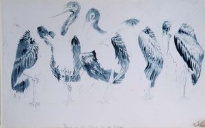 Leylek Çalışmaları by Edward Lear