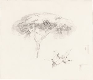 Şemsiye Çamı ve Diğer Çalışmalar by Edward Lear