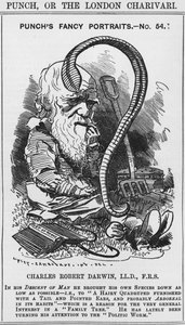 Charles Darwin, Punch'ın süslü portreleri, No 54, 'Punch' veya 'The London Charivari'den illüstrasyon by Edward Linley (after) Sambourne
