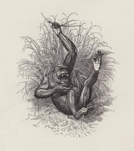 Charles Kingsley