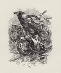 Charles Kingsley