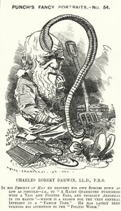 Punch karikatür: Charles Darwin, İngiliz doğa bilimci ve biyolog (gravür)