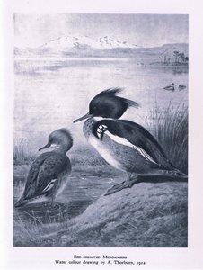 Kırmızı Göğüslü Merganser, İngiltere