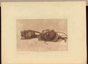  by Edward S. Curtis