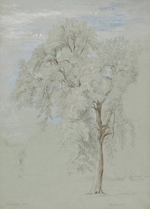 Dişbudak ağacı by Edward Swinburne