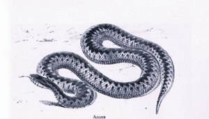 Adder, İngiltere