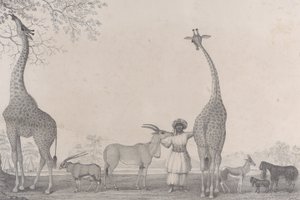 Ceylanların Bazı Nadir Hayvanlarıyla Görkemli ve Zarif Zürafalar veya Cameleopardlar..., 1838. by Edward Williams Clay