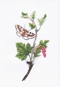 Saksağan veya Frenk Üzümü Güvesi, İngiltere'de Doğa, Collins tarafından yayınlandı, 1946 by Edward after Donovan