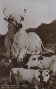 Chillingham Yabani Sığır (s/b fotoğraf) by Edwin (after) Landseer
