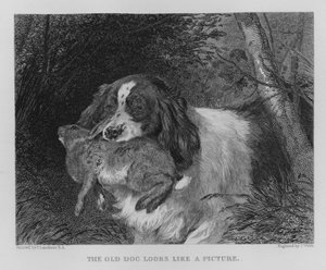 Yaşlı Köpek Bir Resim Gibi Görünüyor (gravür)