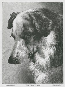 Sadık Köpek (gravür) by Edwin Douglas