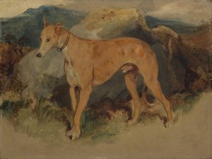 Bir Geyik Tazısı, 1826. by Edwin Landseer