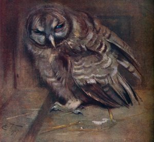 Genç Bir Kahverengi Baykuş, 1907 by Edwin John Alexander