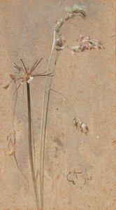 Cocksfoot Grass (devetüyü kağıda sulu boya) by Edwin John Alexander
