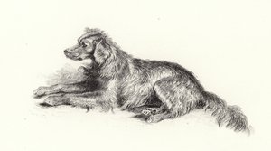 Setter Köpeği by Edwin Landseer